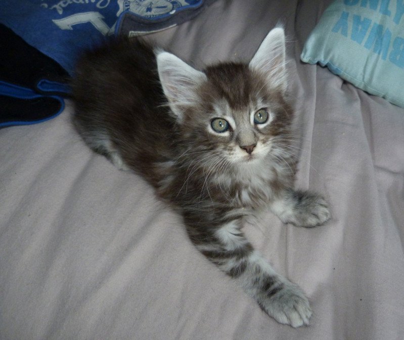 Sawyer de l'antre d'Athamé Mâle Maine coon Sawyer de l'antre d'Athamé Mâle Maine coon