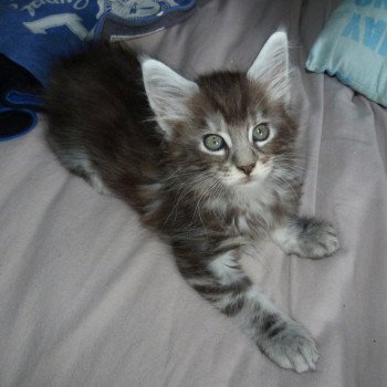 chaton Maine coon black silver mackerel tabby Sawyer Chatterie de l'antre d'Athamé chaton Maine coon black silver mackerel tabby Sawyer Chatterie de l'antre d'Athamé