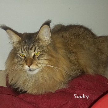 chaton Maine coon brown mackerel tabby Sooky Chatterie de l'antre d'Athamé