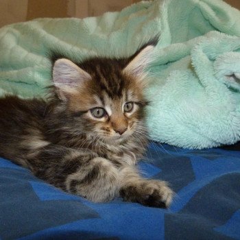 chaton Maine coon Sunrise Chatterie de l'antre d'Athamé chaton Maine coon Sunrise Chatterie de l'antre d'Athamé