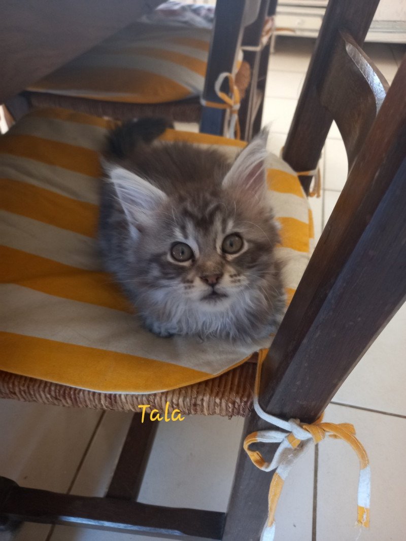 Tala de l'antre d'Athamé Femelle Maine coon