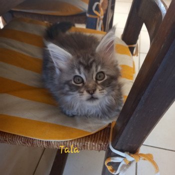 chaton Maine coon black silver mackerel tabby Tala Chatterie de l'antre d'Athamé